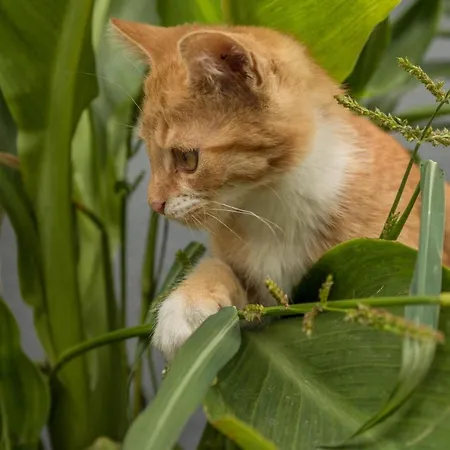 Sauter Meersburg * Neukirch (Tubingen)