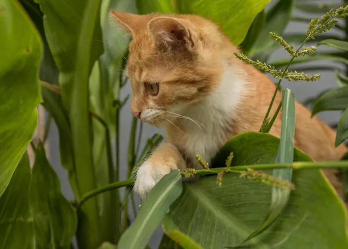 Sauter Meersburg * Neukirch (Tubingen)